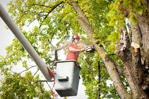 Professional Tree Service in Agua Fria, NM